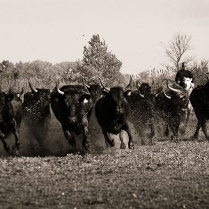 Taureaux sauvages dans les marais