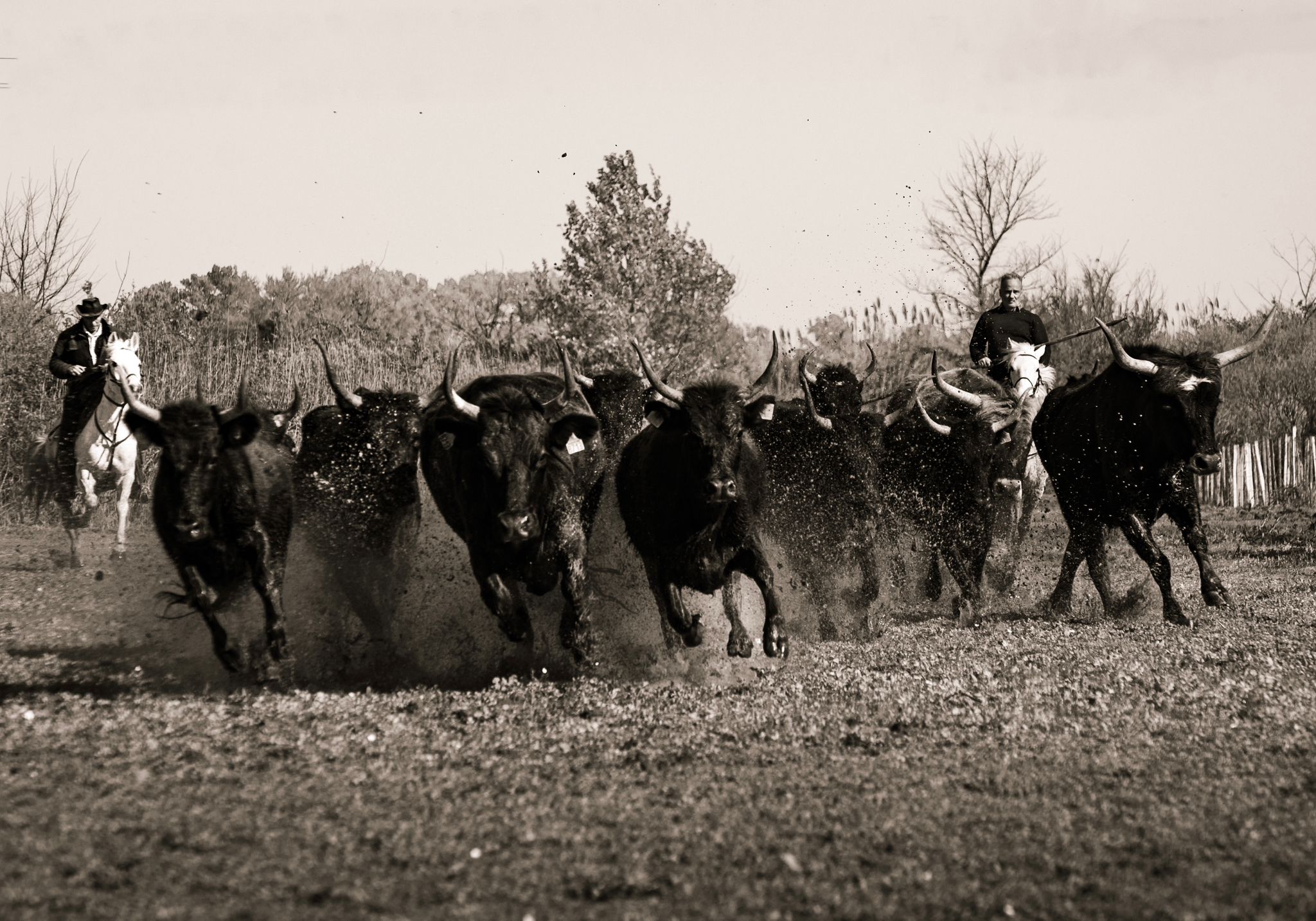 Taureaux sauvages dans les marais