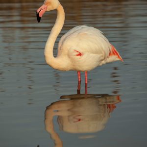 Flamant rose