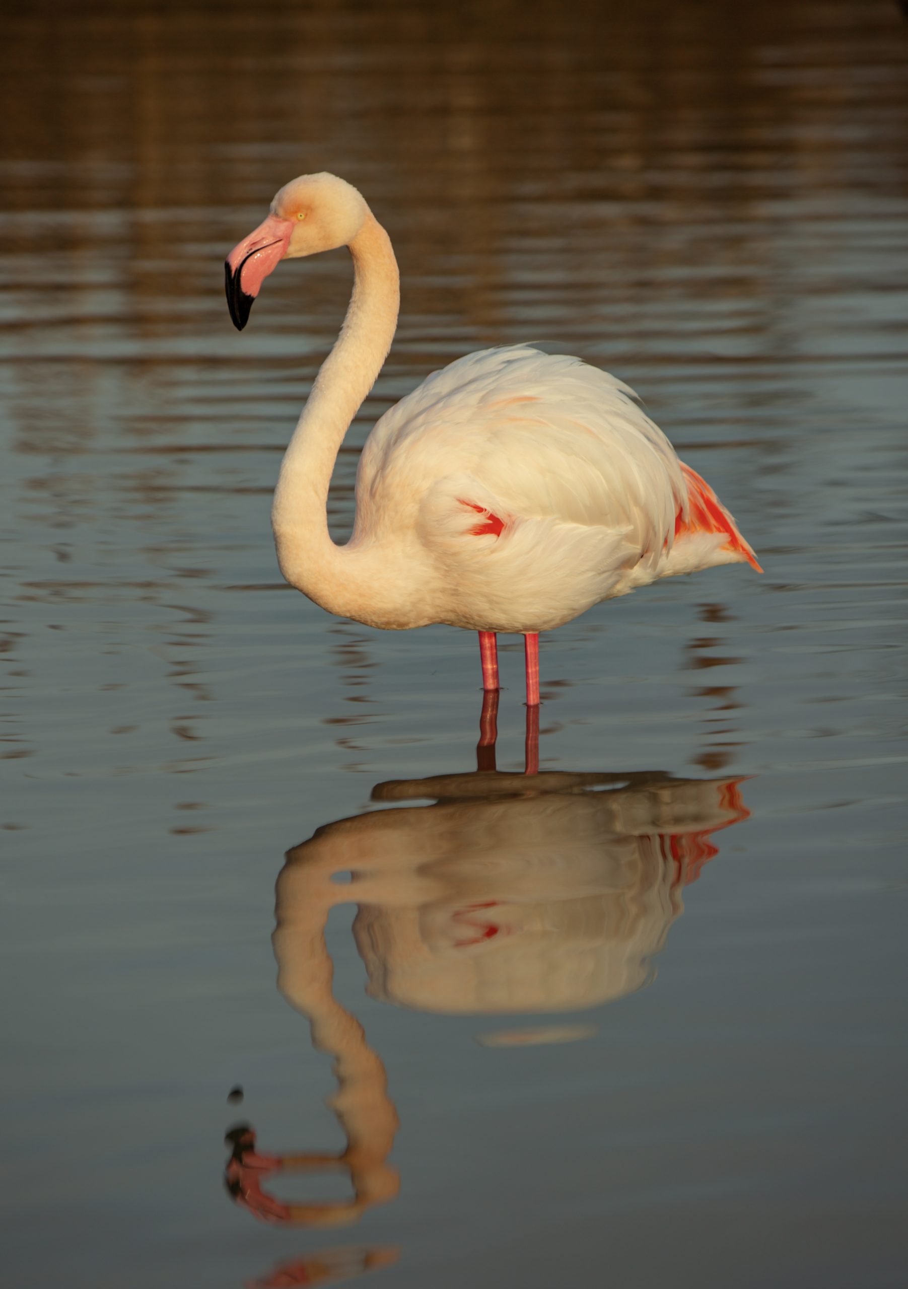 Flamant rose