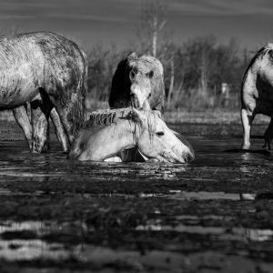 Au coeur de leur milieu naturel