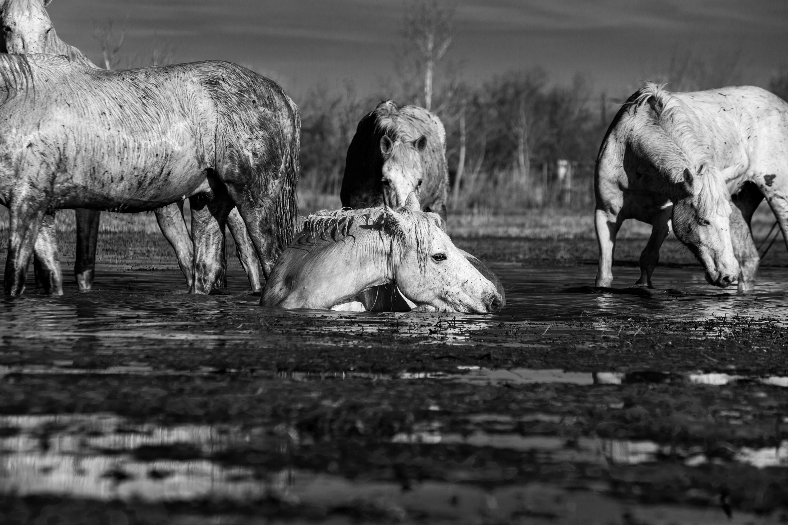 Au coeur de leur milieu naturel