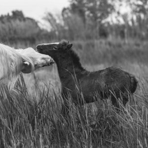 Jument et son poulain