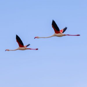 Flamants roses