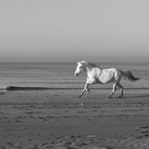 Galop sur la plage