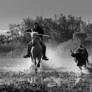 Taureau sauvage et gardian