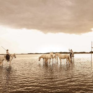 Camargue