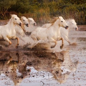 Galop dans les marais
