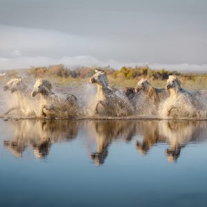 Chevaux dans les marais