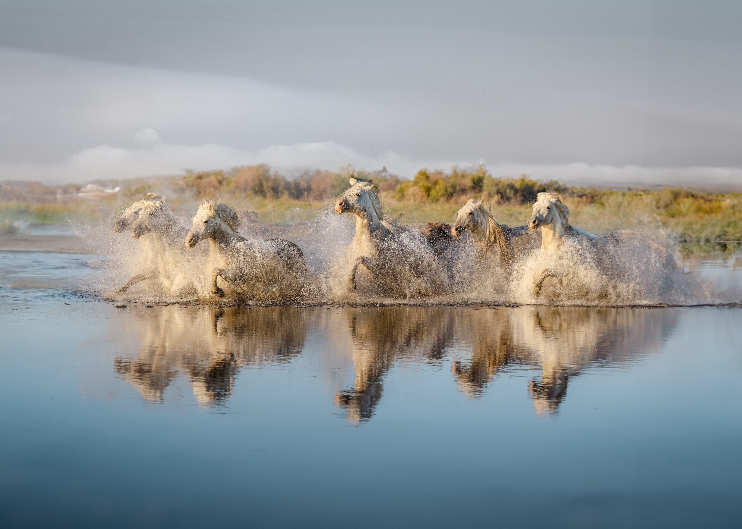 Chevaux dans les marais