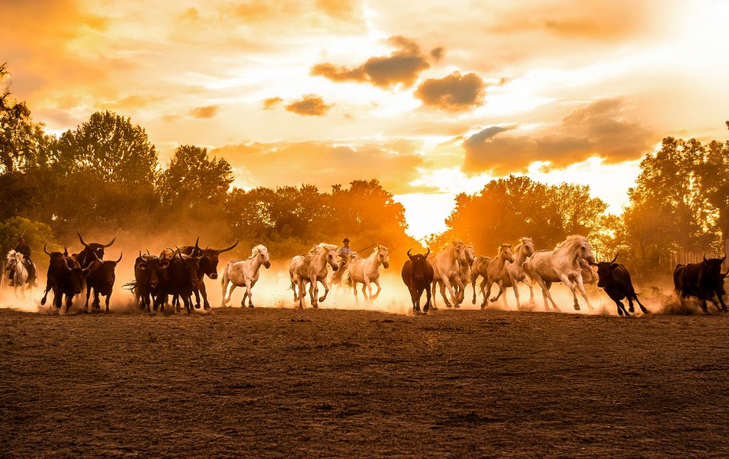 Atelier photo en Camargue - Chevaux blancs et taureaux en liberté dans la lumière du soir